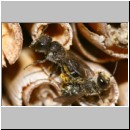 Heriades truncorum - Loecherbiene 03 6mm Paarung.jpg